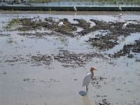 �c�ӂ����ɁA�A