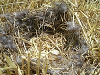 �R���͉����H