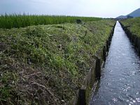 �c��ڂ̔r��