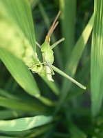 �o�b�^����