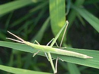 �o�b�^����