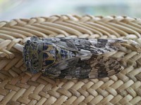 �Z�~�ł���