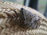 �J�����ɂ��A�r�N�Ƃ����܂���