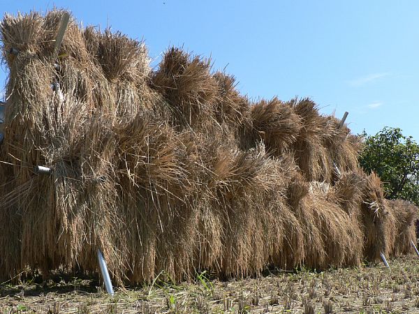 �͂�����