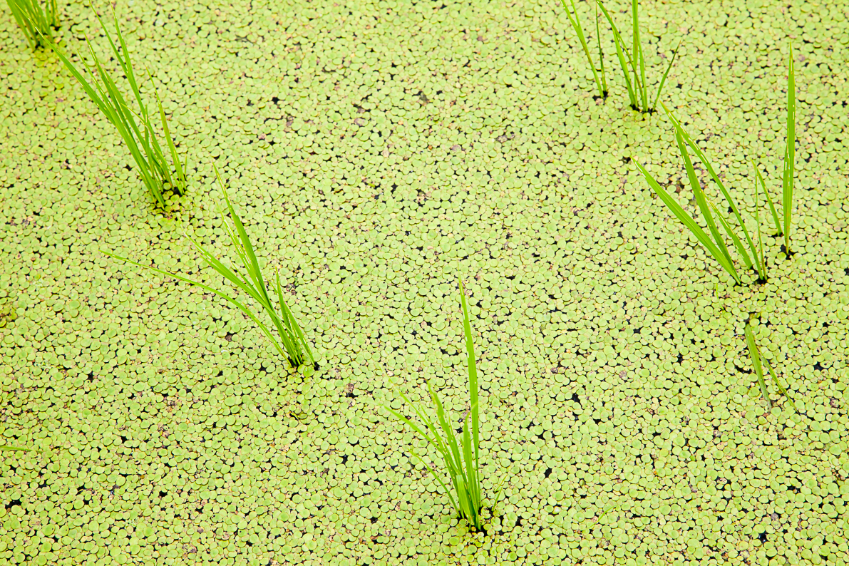 お米の家倉 お米の注文