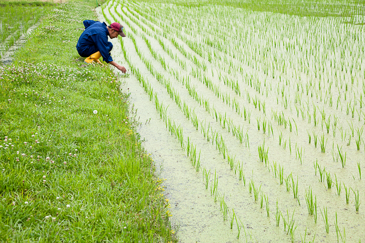 お米の家倉 お米の注文