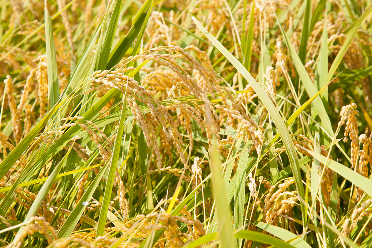 心を込め、心に届くお米をつくりたい 1