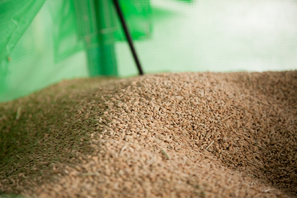 家倉のお米ができるまで