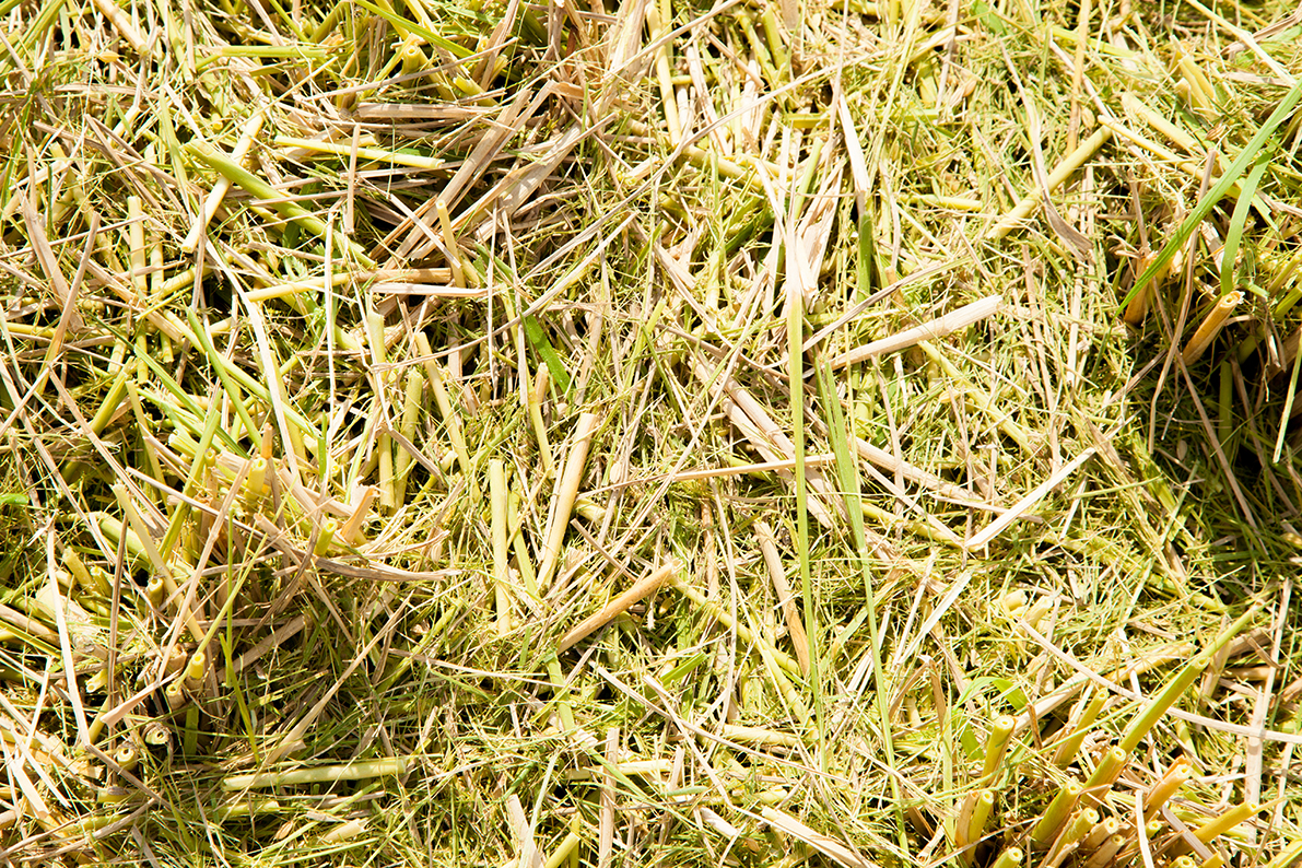 家倉のお米ができるまで