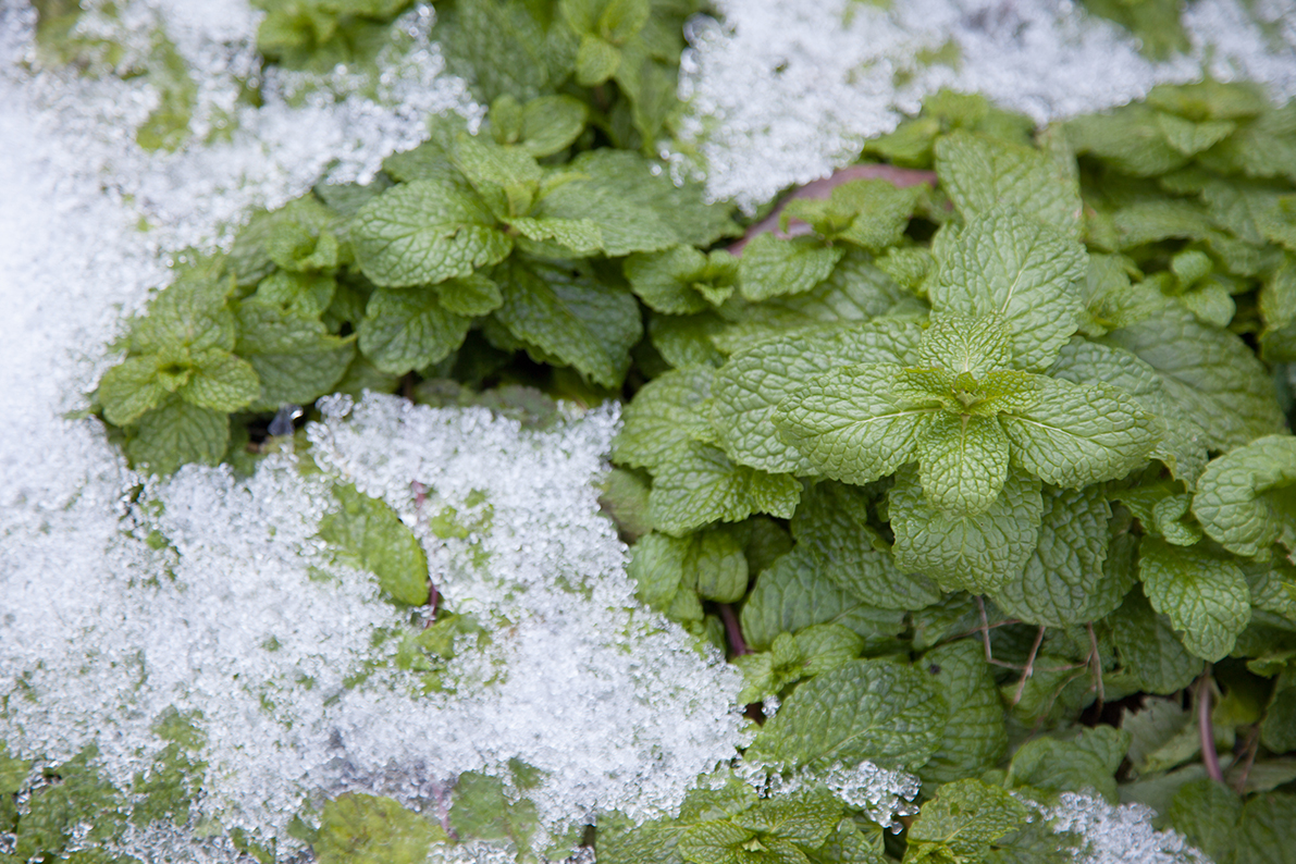 家倉のお米ができるまで