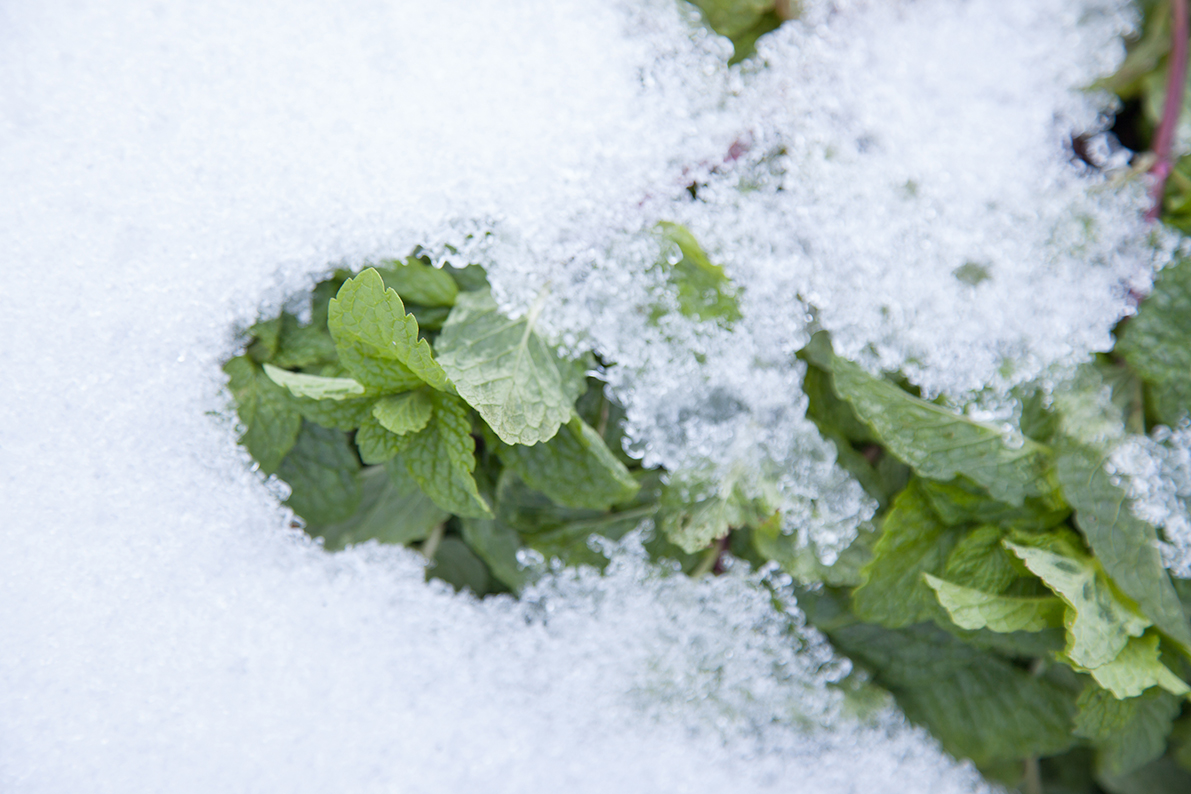 お米の家倉の出来るまで 1