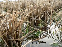 �^�~�̓c��ڂ̕\��