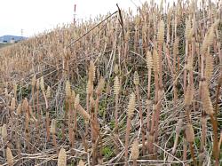 �y�M�̌Q��