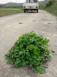 �A�X�t�@���g���甇���o�Ă�����