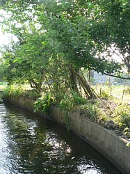 ���ꂢ�Ȑ�