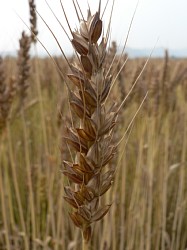 �����̏���