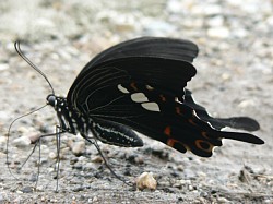 ���傤����