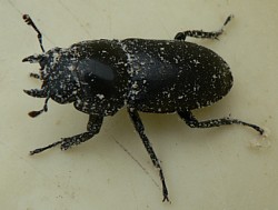 ���N���K�^