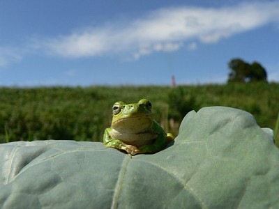 ���N�̓u���b�R���[�ɒ���I