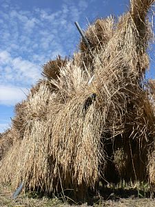 �͂������ɒ���I