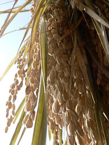 ���R�����ŁA������肶��`���Ɛ��������܂�