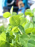 �N���[�o�[