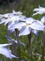 �R���ȁA���킢������