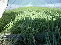 �X�N�X�N�A�c�̐���