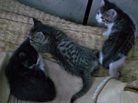 3�C�̎q�L�����