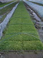 ���C�ɐ��������c