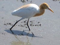 �c��ڂɏW�܂钹����