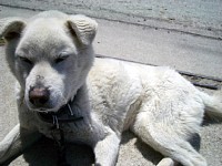 �V�����E�g�E�g