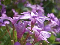 ��ӂɍ炭����