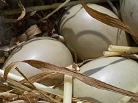 �����̊���蒆�ɗ��𔭌��I