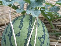 6��30�����݂̃X�C�J�̗l�q