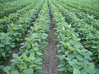 �哤�̓c���