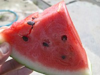 �Җ]�̃X�C�J�A���H�ł��I