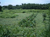 ���̑�����