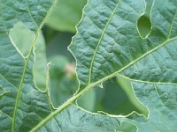 �哤�̏���