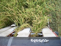 ���������܂��̎��n