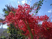 �H�ԁA�ފ݉�