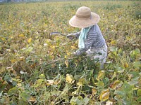 �哤�̑����