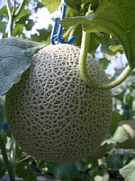 ��؁E�Ԃ̐V�Z�p���@���C��