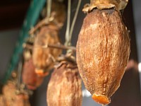 ���ځA11��