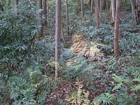 ���́A�΂݂ɂ��悤�I