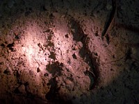 �C�m�V�V�̑��Ղ𔭌��I