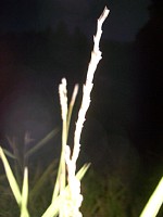 �C�m�V�V�ɐH�ׂ�ꂽ���Ă̕�