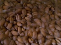 �S�~�������ꂽ����