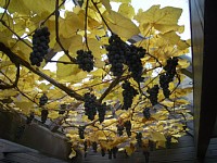 ぶどうの木がお出迎え