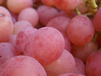 採れたてぶどう